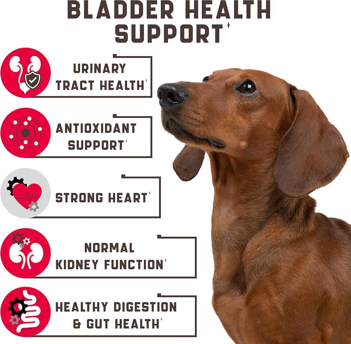 Dog UTI Treatment Chews with Cranberry for Urinary Health