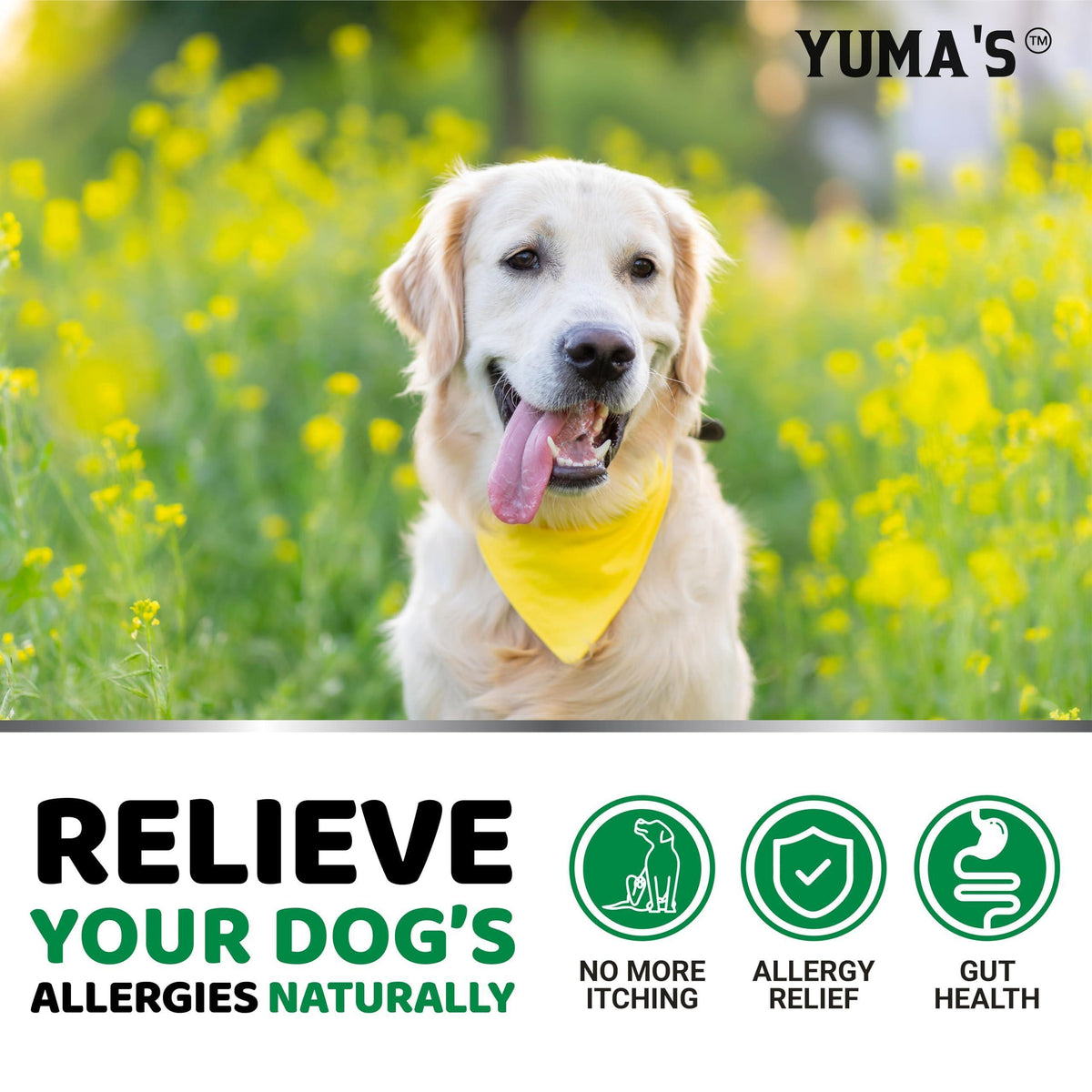 Dog Allergy Relief Chews for Itchy Skin