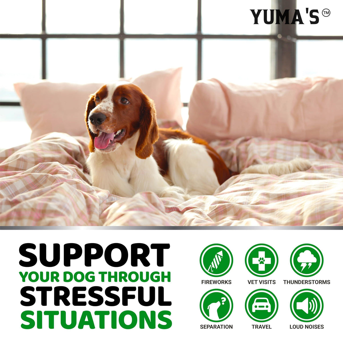 YUMA'S Hemp Calming Chews for Dogs