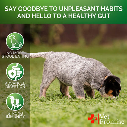 No Poo Chews for Dogs – Stool Eating Deterrent