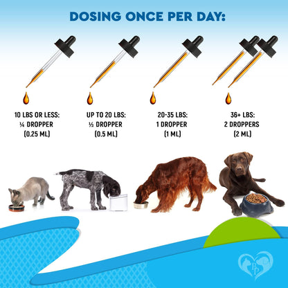 Kennel Cough Treatment for Dogs & Cats
