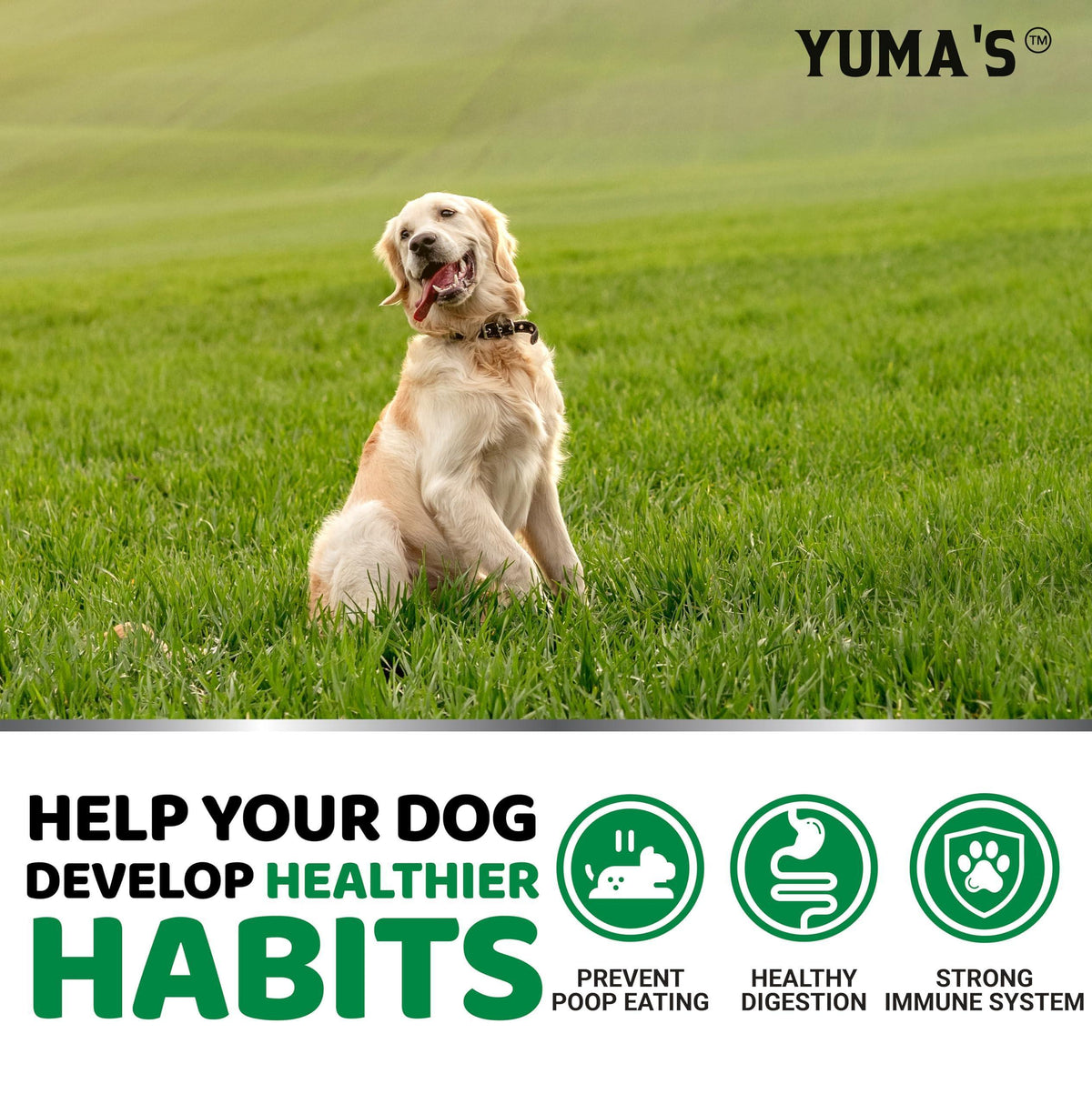 No Poo Chews for Dogs, 170 Ct