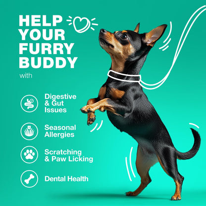Dog Probiotic Chews for Gut Health & Digestion