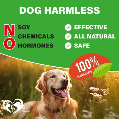 Dog Hip & Joint Supplements for Senior Dogs