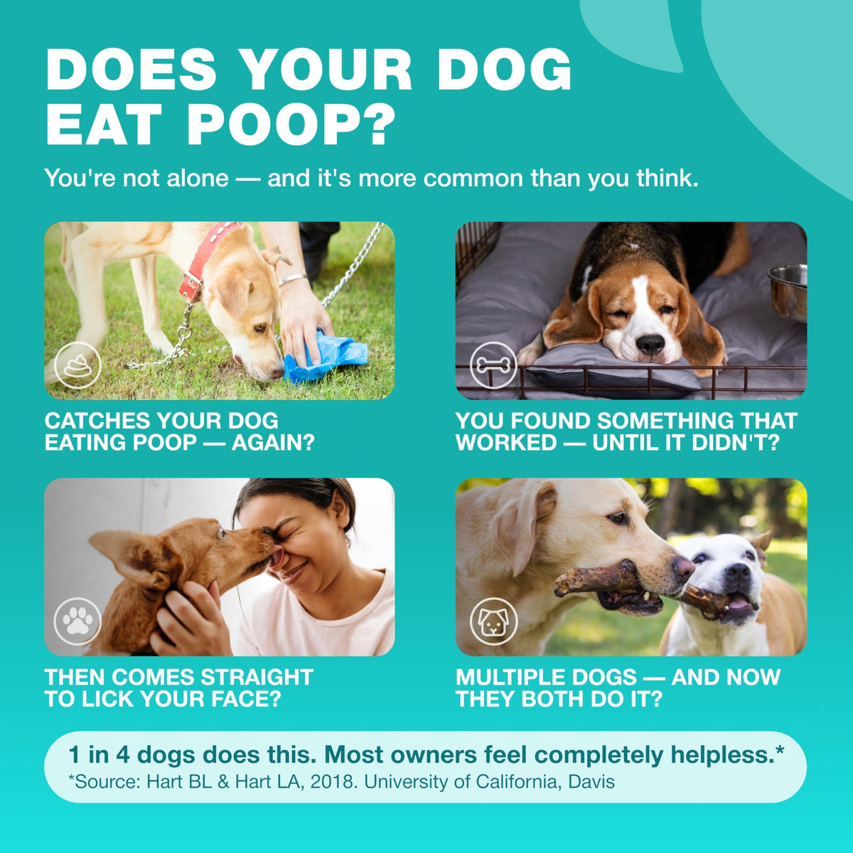 No-Poo Chews for Dogs – Stool Eating Deterrent