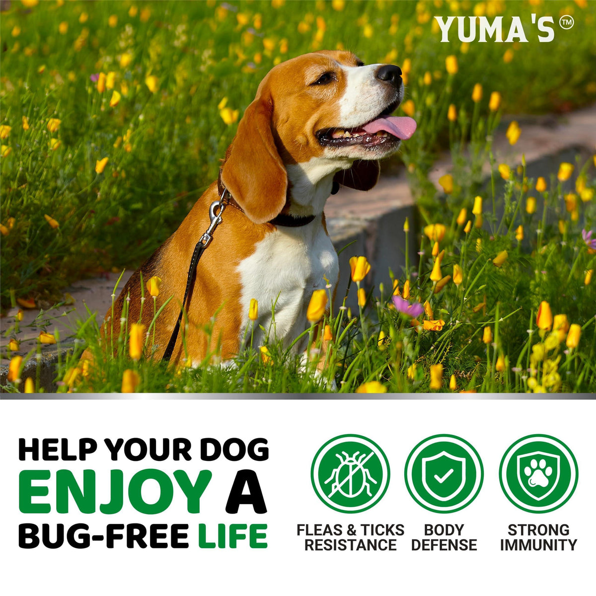 Natural Flea & Tick Chews for Dogs – 170 Treats